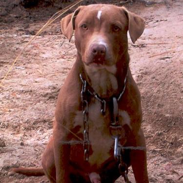 Strattons Buedrow Pit Bull.jpg